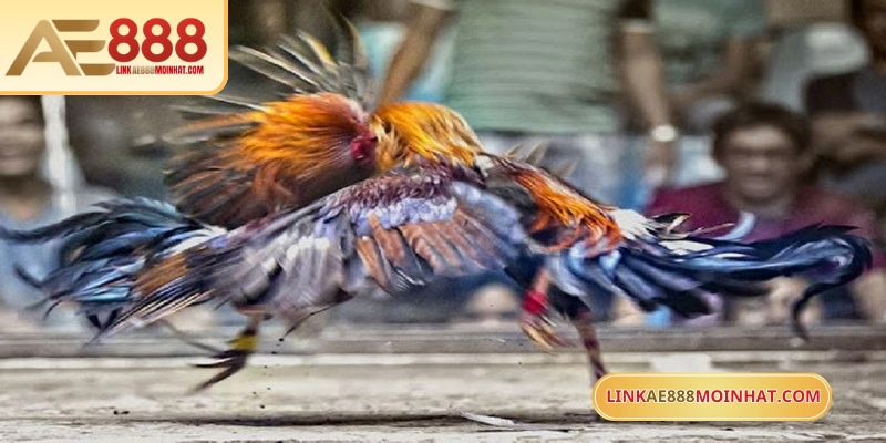 Chơi đá gà ăn tiền là hình thức được yêu thích bậc nhất