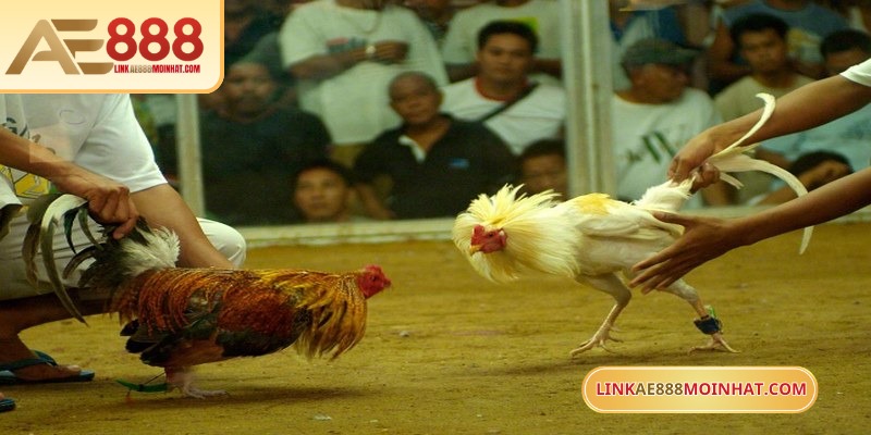 Sư kê có thể ưu tiên các giống chiến đấu hung hăng, đá tốt