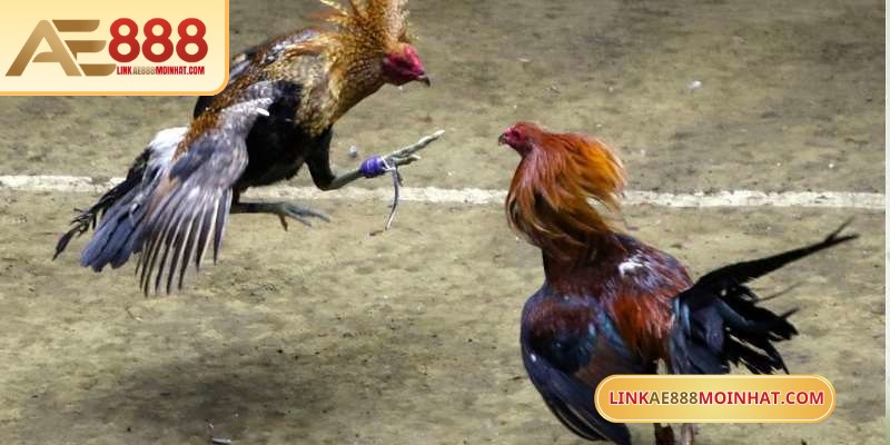 Đá gà ăn tiền mang đến cảm giác kịch tính, hồi hộp
