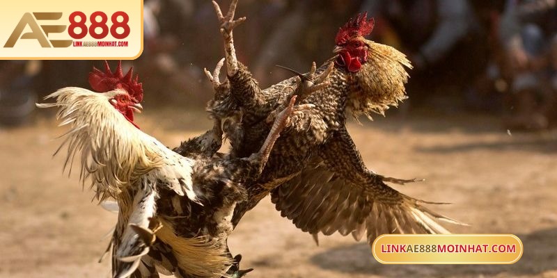 Lựa chọn gà dựa trên đặc điểm từng giống, cân nặng, kỹ năng